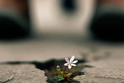 A close-up of a tiny flower growing in the cracks of a pathway, with footsteps in the background