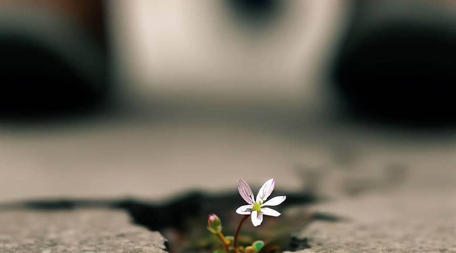 A close-up of a tiny flower growing in the cracks of a pathway, with footsteps in the background